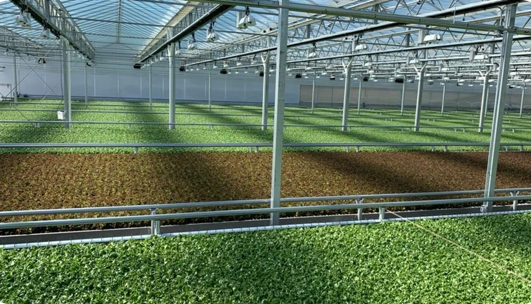 Sałata z Ontario trafia na półki sklepowe dzięki AI